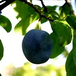 Dom Na Wodzie Mazury Dzwierzuty